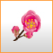 item_76_76_ume.jpg