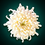 菊の花.png